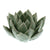 HomArt Succulent Tealight Holder - Pale Blue-3