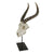 Antelope Skull by Authentic Models | Trophy Head | Modishstore