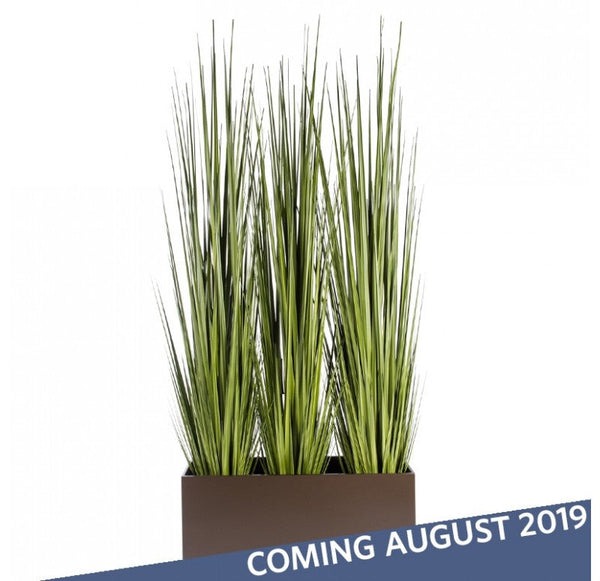 Grass: Potted Century Grass in Linear Planter, 38