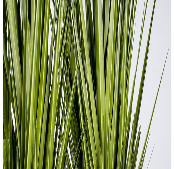 Grass: Potted Century Grass in Linear Planter, 38